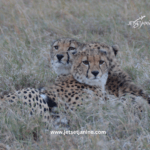 Tanzania Travel Guide